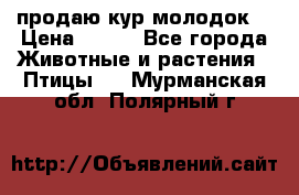 продаю кур молодок. › Цена ­ 320 - Все города Животные и растения » Птицы   . Мурманская обл.,Полярный г.